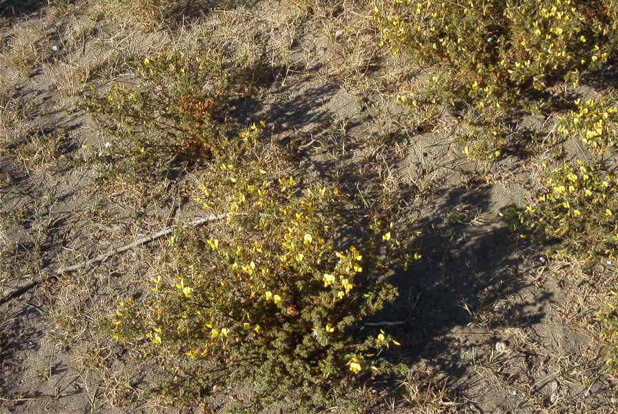 2007-04-03-023-Yellow-unknown