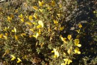 2007-04-03-024-Yellow-unknown