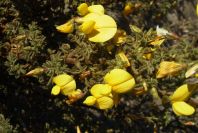 2007-04-03-026-Yellow-unknown