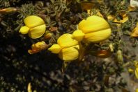 2007-04-03-027-Yellow-unknown