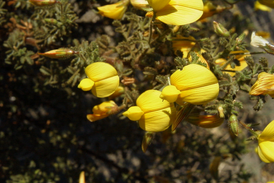 2007-04-03-028-Yellow-unknown