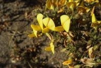 2007-04-03-029-Yellow-unknown