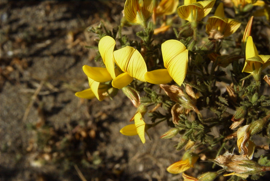 2007-04-03-029-Yellow-unknown