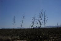 2007-04-03-042-Agave-Americana