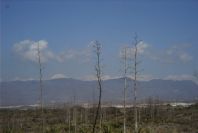2007-04-03-043-Agave-Americana