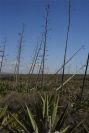2007-04-03-044-Agave-Americana