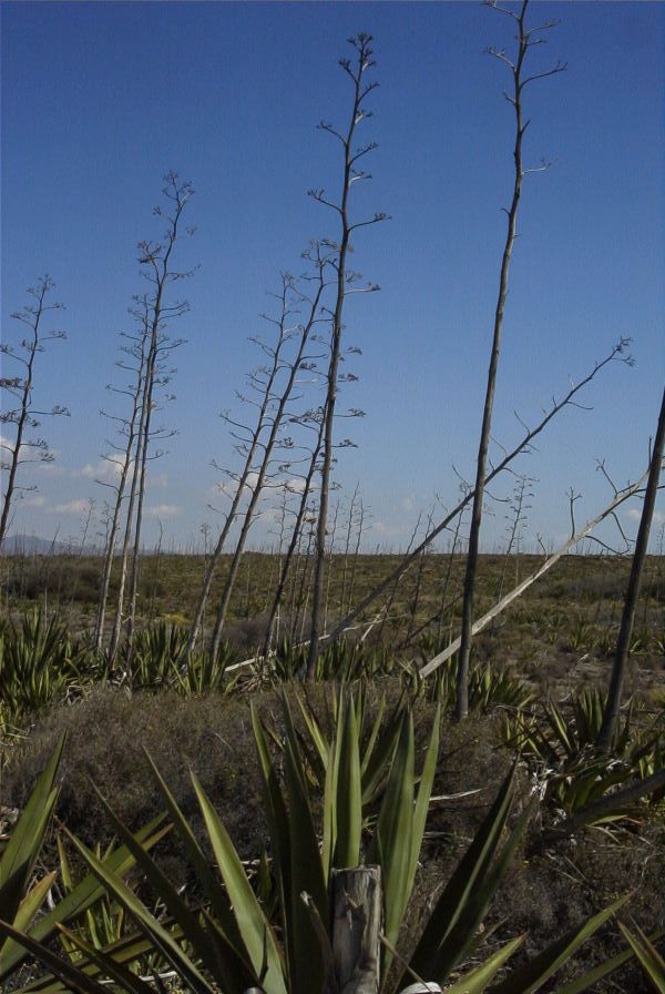 2007-04-03-044-Agave-Americana