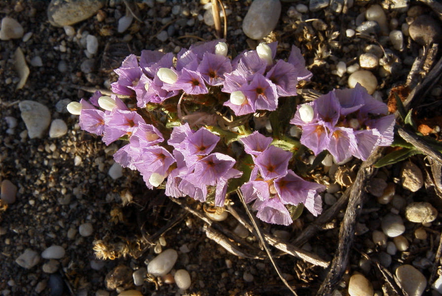 2007-04-04-007-Limonuim