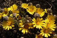 2007-04-04-008-Unknown-yellow