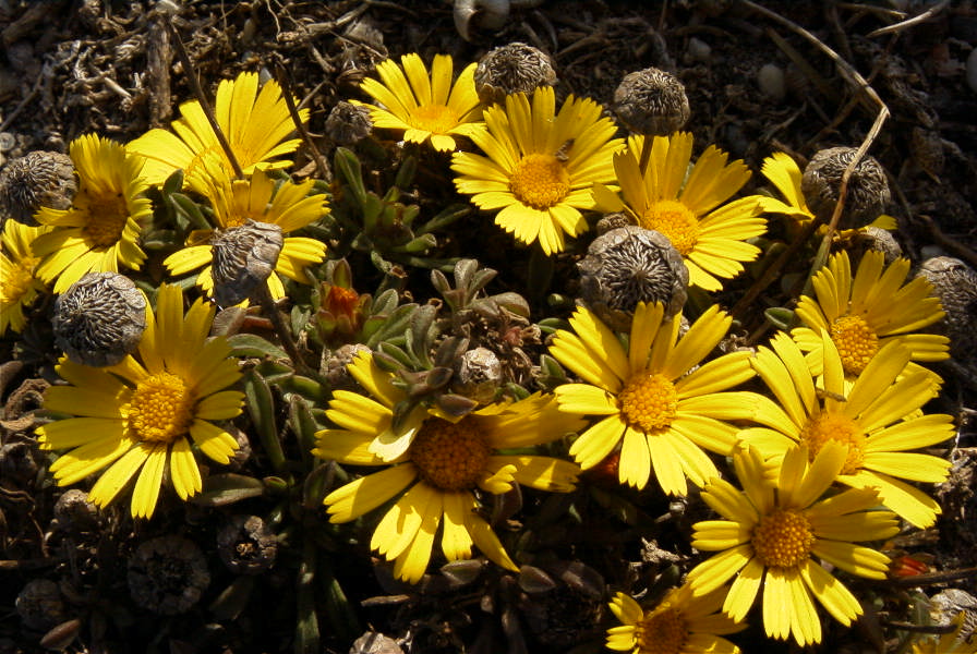 2007-04-04-008-Unknown-yellow