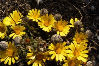 2007-04-04-009-Unknown-yellow