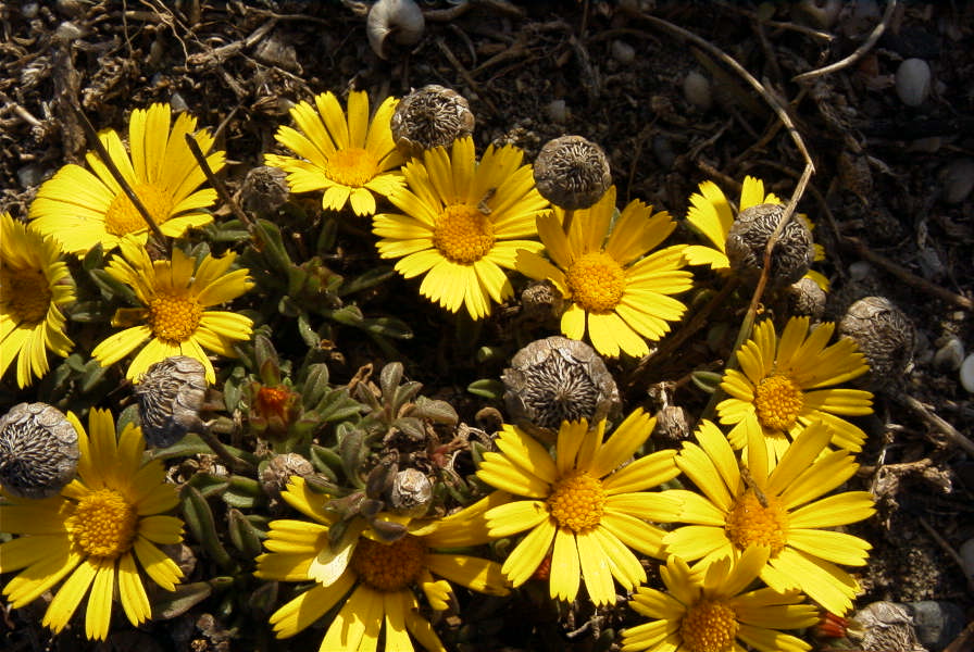 2007-04-04-009-Unknown-yellow