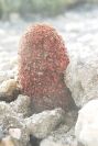 2007-04-04-011-Cynomorium-coccineum