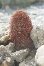 2007-04-04-012-Cynomorium-coccineum