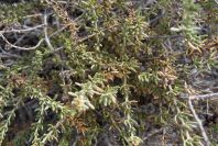 2007-04-04-013-Cynomorium-coccineum-host