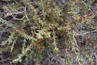 2007-04-04-014-Cynomorium-coccineum-host