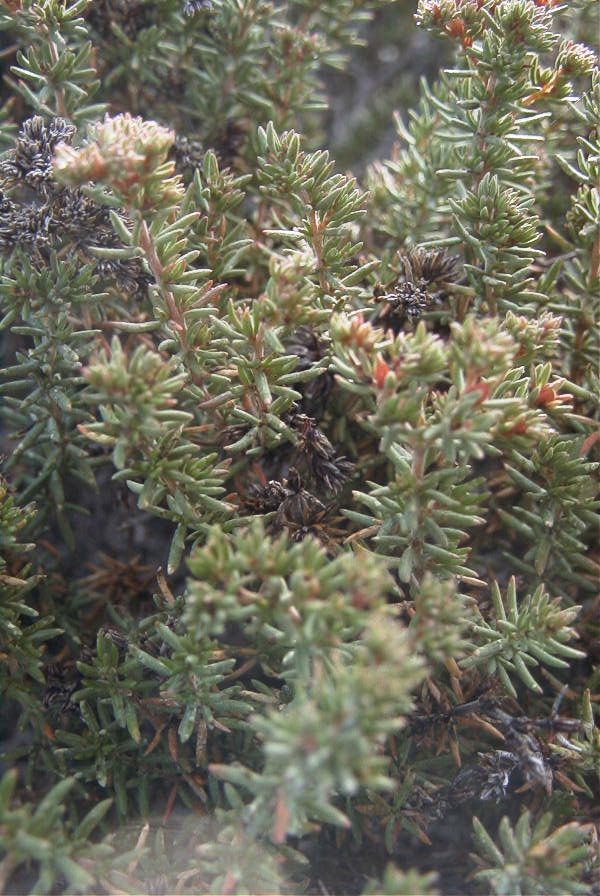 2007-04-04-015-Cynomorium-coccineum-host