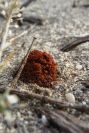 2007-04-04-016-Cynomorium-coccineum