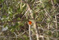 2007-04-04-017-Unknown-red-berry