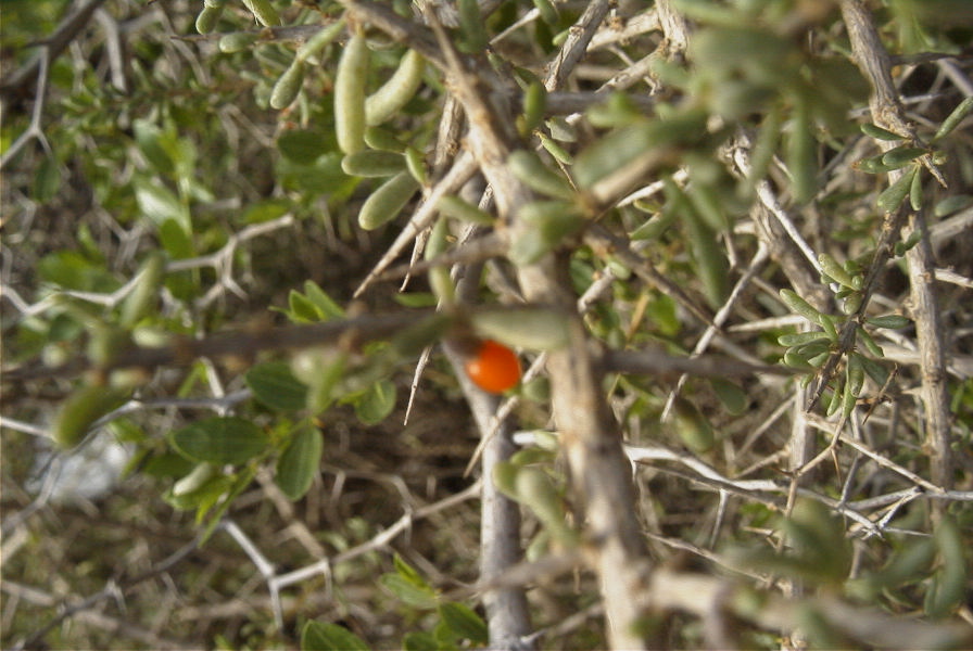 2007-04-04-017-Unknown-red-berry