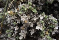 2007-04-04-021-Unknown-white