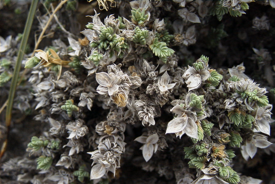 2007-04-04-021-Unknown-white