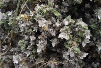 2007-04-04-022-Unknown-white