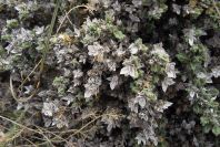 2007-04-04-023-Unknown-white