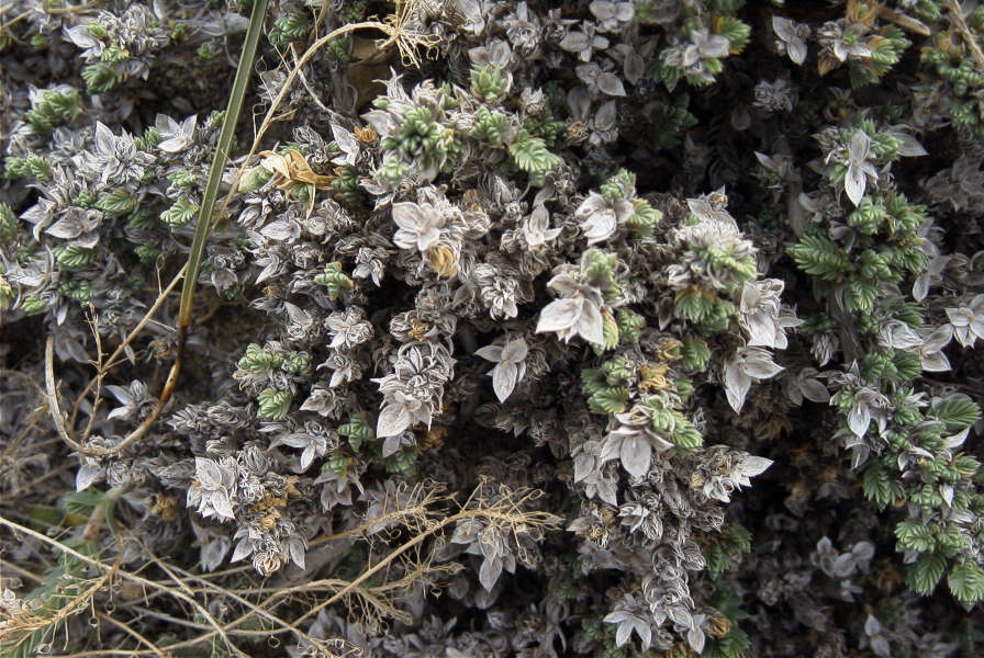 2007-04-04-023-Unknown-white