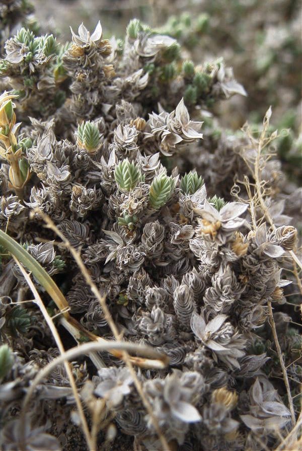2007-04-04-024-Unknown-white