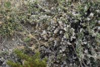 2007-04-04-025-Unknown-white