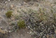 2007-04-04-026-Unknown-white