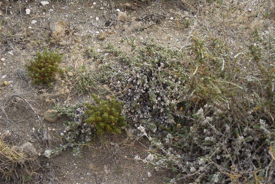 2007-04-04-026-Unknown-white