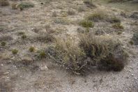 2007-04-04-027-Unknown-white