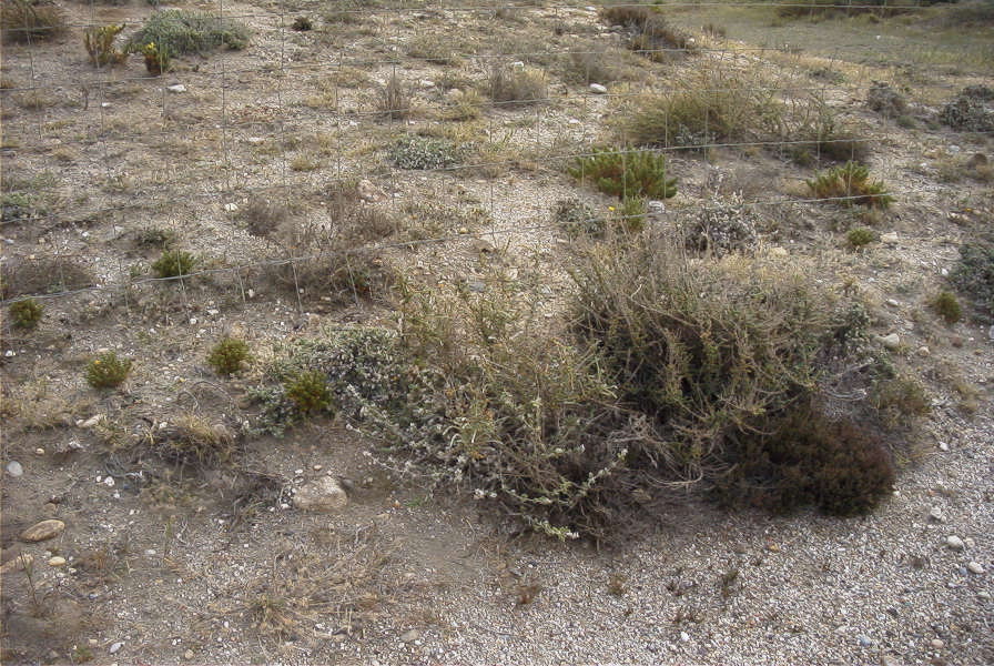 2007-04-04-027-Unknown-white
