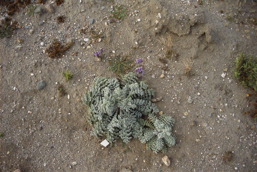 2007-04-04-028-Horned-poppy