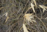 2007-04-04-036-Grass-ubknown