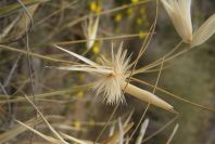 2007-04-04-037-Grass-ubknown