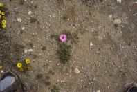 2007-04-04-052-Convolvulus