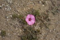 2007-04-04-053-Convolvulus