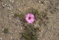 2007-04-04-054-Convolvulus