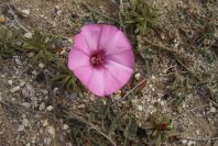 2007-04-04-055-Convolvulus