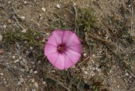 2007-04-04-056-Convolvulus
