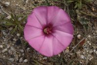 2007-04-04-057-Convolvulus