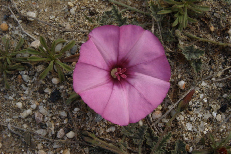 2007-04-04-058-Convolvulus