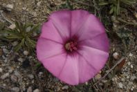 2007-04-04-059-Convolvulus