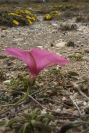 2007-04-04-060-Convolvulus