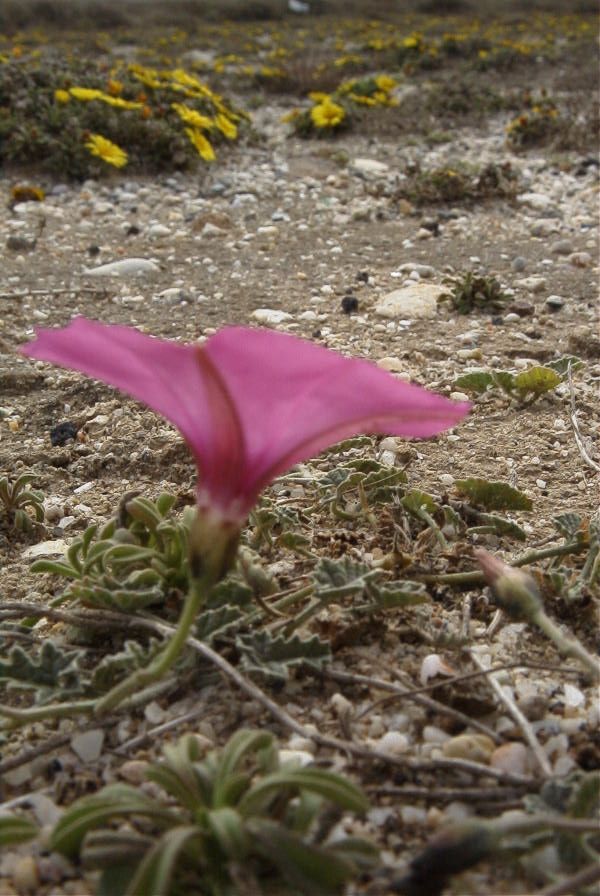 2007-04-04-060-Convolvulus