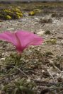 2007-04-04-061-Convolvulus
