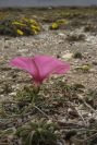 2007-04-04-062-Convolvulus